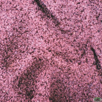 Ткань Велюр Astra Vei Rose