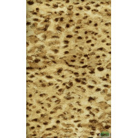 Ткань Велюр Bella Leopard 001